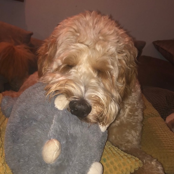 Meet your Posher, Jamie - Picture 2 of 2